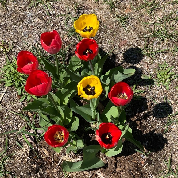 Meet your Posher, Allison - Picture 1 of 1